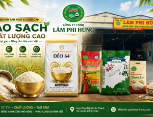 Khám Phá Các Dòng Gạo Chất Lượng Cao Tại Nhà Máy Sản Xuất Gạo Lâm Phi Hùng